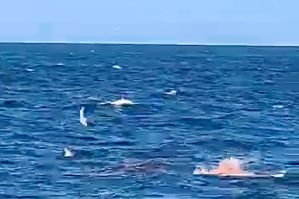 Um grande tubarão branco devora um nadador até a morte, enquanto imagens de vídeo capturam uma cena horrível.