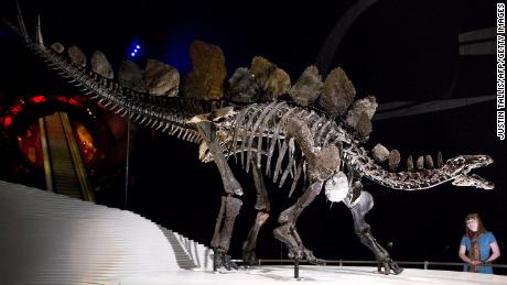 Fóssil de Stegosaurus recém-descoberto é o mais antigo do mundo