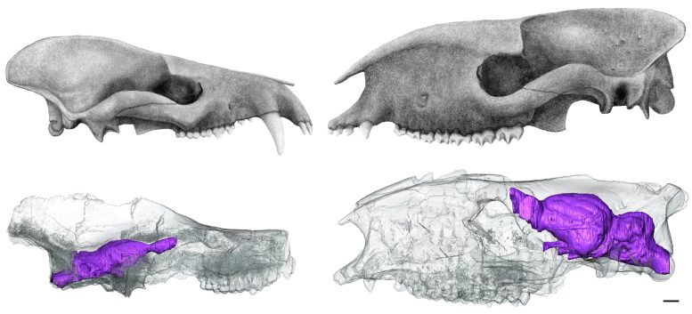 Tomografia computadorizada de crânios de mamíferos pré-históricos