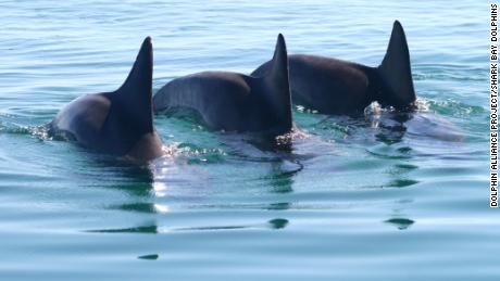 Golfinhos machos formam gangues para conseguir uma companheira