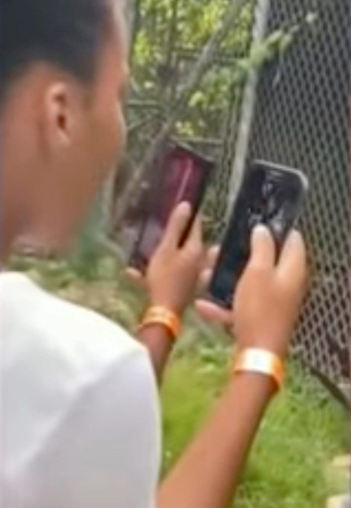 Os visitantes ficaram surpresos depois que o dedo de um funcionário do zoológico foi mordido por um leão no zoológico jamaicano