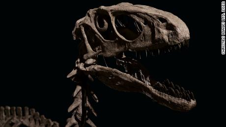 Fósseis de dinossauros inspirados & # 39 ;  Jurassic Park & ​​# 39;  Vendido por mais de 12 milhões de dólares