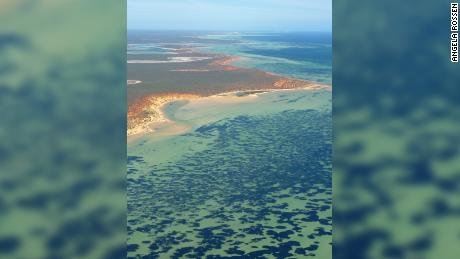 Fotografia aérea de Shark Bay, incluindo ervas marinhas, que aparecem como manchas escuras na água.