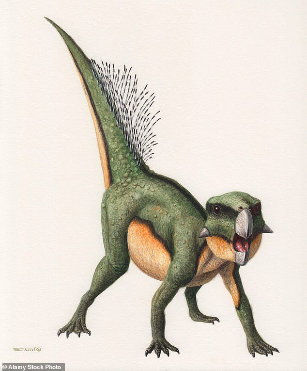 Rosto do papagaio: o que era um dinossauro Tomos Psitacossauro