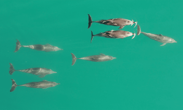 Seis golfinhos machos com uma fêmea.