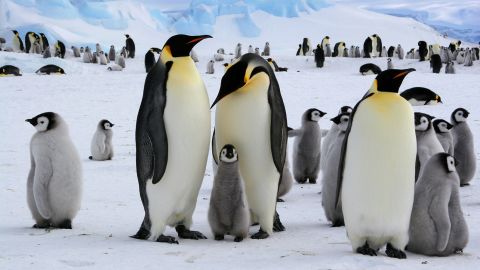 Os pinguins-imperadores vivem na Península Antártica em muitas colônias.