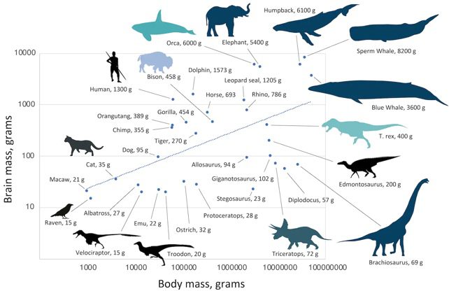 Diagrama do tamanho do cérebro versus massa corporal para dinossauros, mamíferos e pássaros