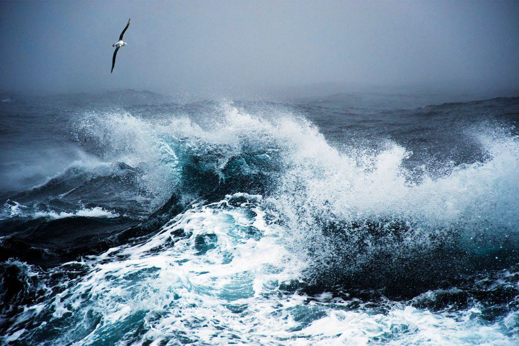 O albatroz errante pairando sobre o mar revolto, os patos passam.