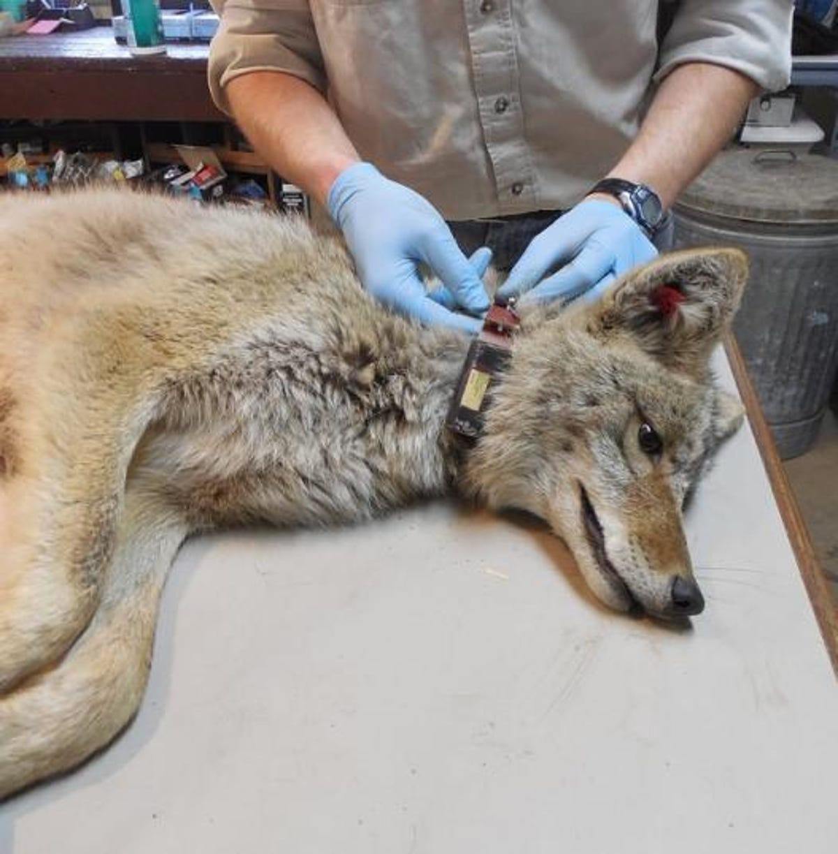 Um pesquisador enluvado coloca uma coleira em um lobo deitado de lado.
